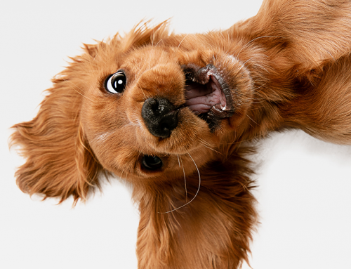 Confession from a Marketer: I Clicked the Cute Thing
