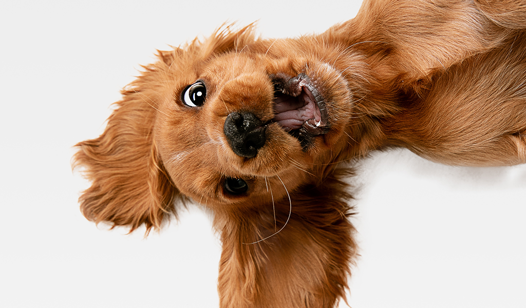 Confession from a Marketer: I Clicked the Cute Thing