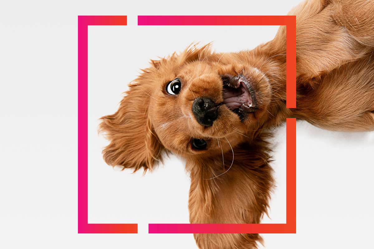 Confession from a Marketer: I Clicked the Cute Thing